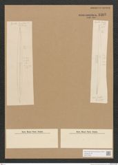 Diatomeae indet. Zeichnungen Sammlung Grunow Nr. 4403 (NHMW-BOT-W0372565)